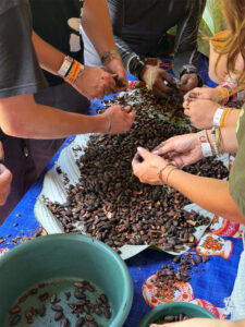 Hands peeling roasted cacao beans during traditional chocolate making workshop near Semuc Champey
